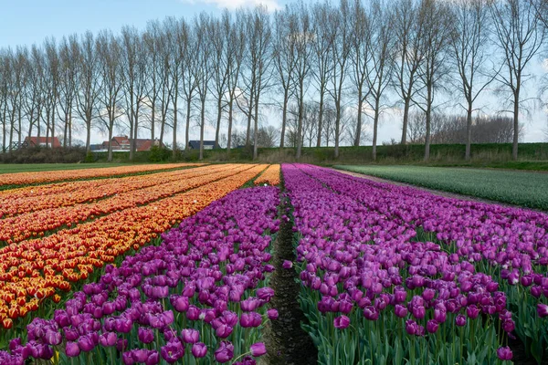 Výroba Cibulí Tulipánů Nizozemsku Barevná Jarní Pole Kvetoucími Tulipánovými Květy — Stock fotografie