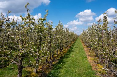 Hollanda, Zeeland 'deki meyve bahçelerinde armut ağaçlarının bahar beyaz çiçeği.