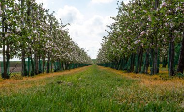 Hollanda, Zeeland 'deki meyve bahçelerinde elma ağaçlarının bahar pembe çiçekleri.