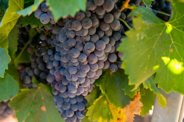 Vignobles Des Monts Aoc Luberon Près Apt Avec Vieux Troncs — Photo