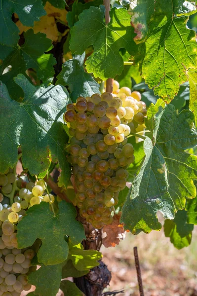 Vinhedos Montanhas Aoc Luberon Perto Apt Com Troncos Uvas Velhas — Fotografia de Stock