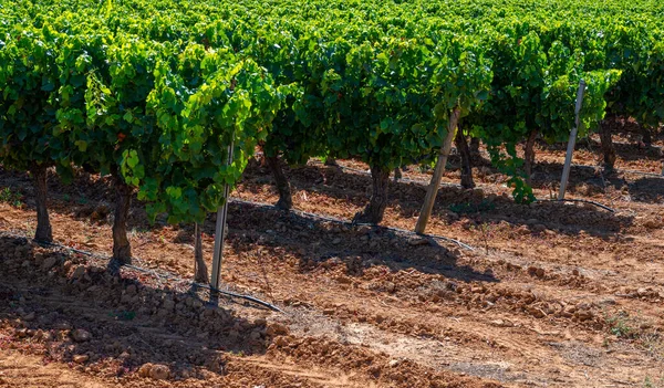 Vinhedos Montanhas Aoc Luberon Perto Apt Com Troncos Uvas Antigas — Fotografia de Stock