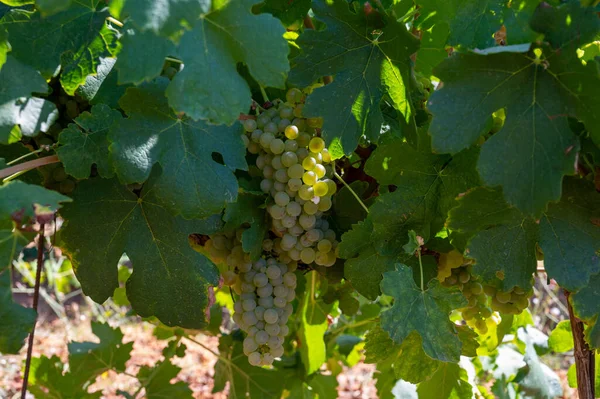 Vineyards Aoc Luberon Mountains Apt Old Grapes Trunks Growing Red — Stock Photo, Image