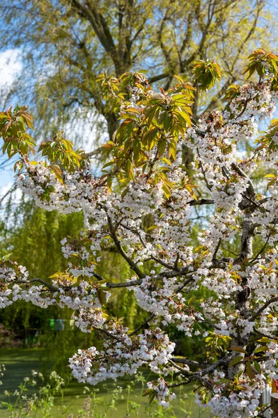 Spring White Blossom Sweet Cherry Trees Fruit Orchards Zeeland Netherlands — Stock Photo, Image