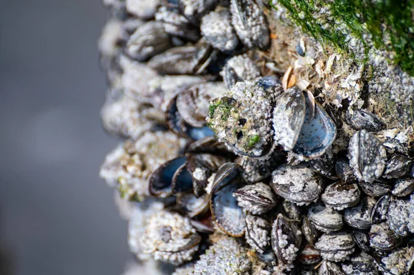 Élő Kagylók Csoportjai Kagylók Kagyló Faoszlopok Apálykor Északi Tengeren Zoutelande — Stock Fotó