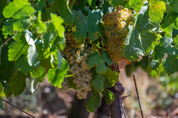 Vineyards Aoc Luberon Mountains Apt Old Grapes Trunks Growing Red — Stock Photo, Image