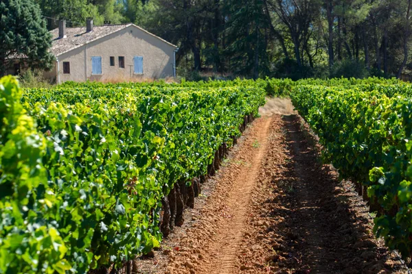 Weinberge Des Aoc Luberon Der Nähe Von Apt Mit Alten — Stockfoto