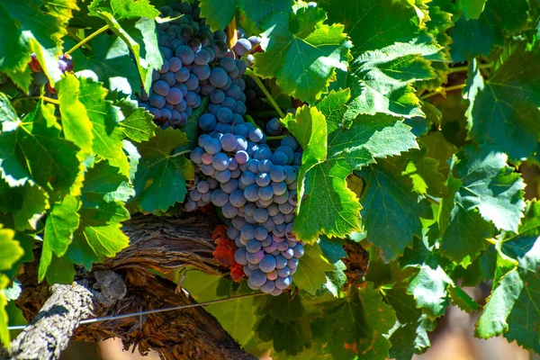 Vinhedos Montanhas Aoc Luberon Perto Apt Com Troncos Uvas Velhas — Fotografia de Stock