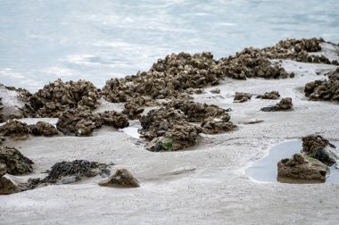 Group of live oysters shellfish growing on stones on sand at low tide in North sea, Zeeland, Netherlands clipart