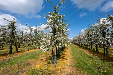Hollanda, Zeeland 'deki meyve bahçelerinde elma ağaçlarının bahar pembe çiçekleri.