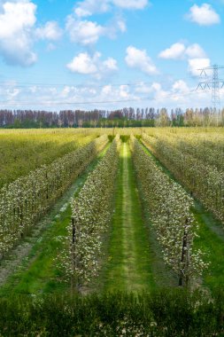 Hollanda, Zeeland 'deki meyve bahçelerinde armut ağaçlarının bahar beyaz çiçeği.