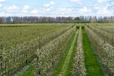 Hollanda, Zeeland 'deki meyve bahçelerinde armut ağaçlarının bahar beyaz çiçeği.
