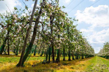 Hollanda, Zeeland 'deki meyve bahçelerinde elma ağaçlarının bahar pembe çiçekleri.