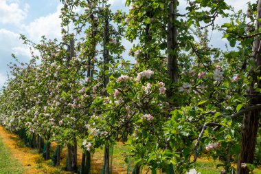 Hollanda, Zeeland 'deki meyve bahçelerinde elma ağaçlarının bahar pembe çiçekleri.