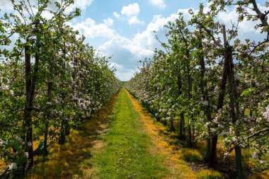 Hollanda, Zeeland 'deki meyve bahçelerinde elma ağaçlarının bahar pembe çiçekleri.