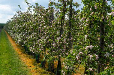 Hollanda, Zeeland 'deki meyve bahçelerinde elma ağaçlarının bahar pembe çiçekleri.
