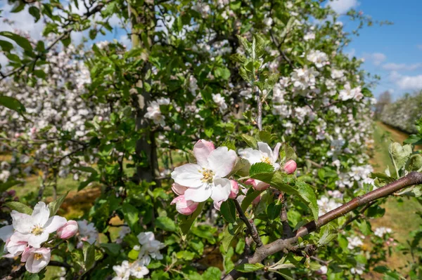 Flor Rosa Primaveral Manzanos Huertos Frutales Zelanda Países Bajos — Foto de Stock