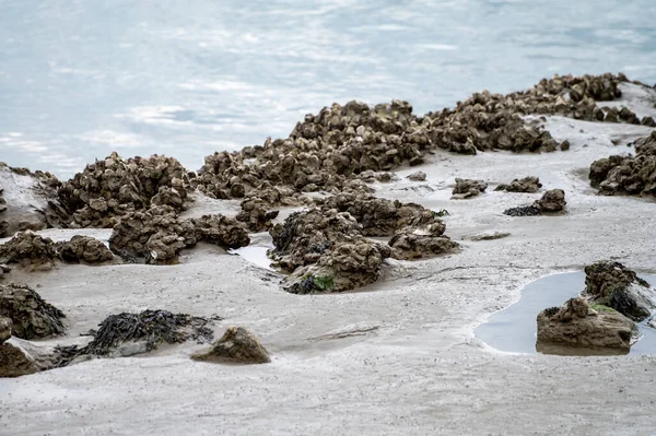 Kuzey Denizi, Zeeland, Hollanda 'da deniz çekildiğinde taşların üzerinde büyüyen bir grup canlı istiridye kabuklu deniz hayvanı.