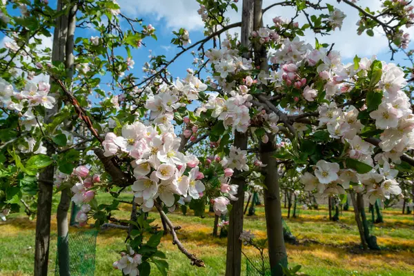 Flor Rosa Primaveral Manzanos Huertos Frutales Zelanda Países Bajos — Foto de Stock