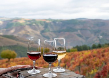 Portekiz tahkim edilmiş tatlı ve porto şarabı tatma, Douro Vadisi 'nde üretilen renkli teraslı üzüm bağlarıyla sonbaharda, Portekiz