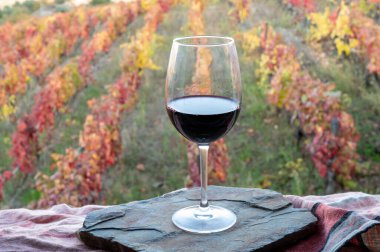 Douro Vadisi 'nde üretilen bir bardak Portekiz kırmızı şarap ve sonbaharda arka planda renkli eski üzüm bağları, Portekiz' in şarap bölgesi.