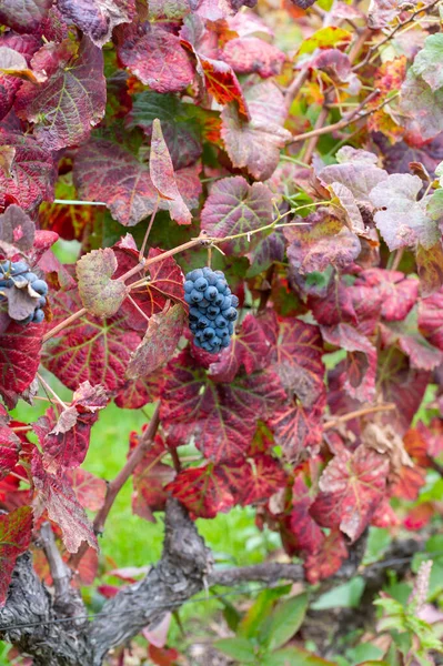 stock image Colorful leaves and ripe black grapes on terraced vineyards of Douro river valley near Pinhao in autumn, Portugal, close up