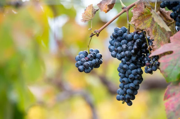 Folhas Coloridas Uvas Pretas Maduras Vinhas Socalcos Vale Rio Douro — Fotografia de Stock