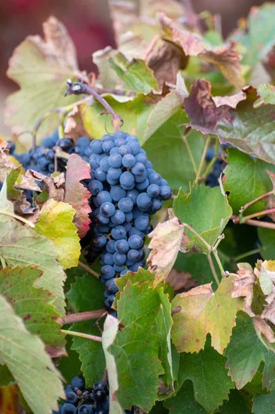 Folhas Coloridas Uvas Pretas Maduras Vinhas Socalcos Vale Rio Douro — Fotografia de Stock