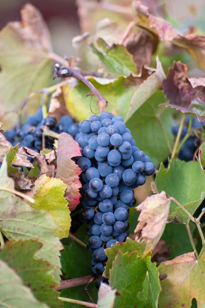 Kleurrijke Bladeren Rijpe Zwarte Druiven Terrasvormige Wijngaarden Van Douro Rivier — Stockfoto