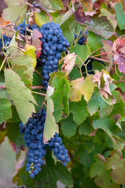 Színes Levelek Érett Fekete Szőlő Douro Folyó Völgyének Teraszos Szőlőültetvényein — Stock Fotó