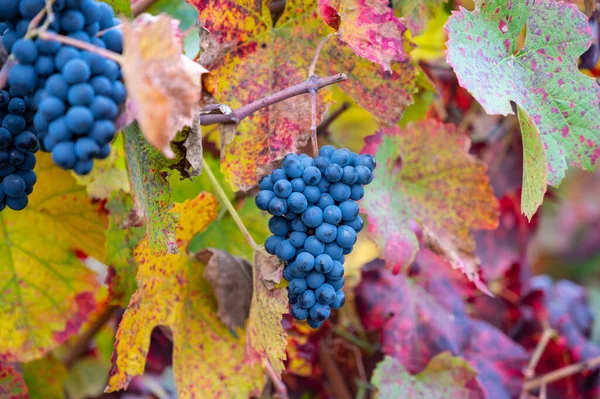 Цветные Листья Спелый Черный Виноград Террасных Виноградниках Долины Реки Дору — стоковое фото