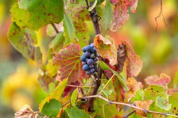 Folhas Coloridas Uvas Pretas Maduras Vinhas Socalcos Vale Rio Douro — Fotografia de Stock