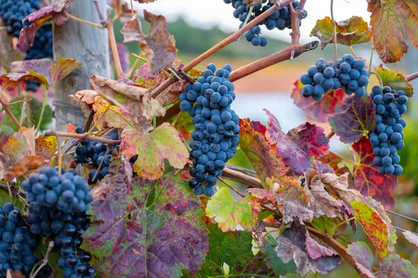 Цветные Листья Спелый Черный Виноград Террасных Виноградниках Долины Реки Дору — стоковое фото