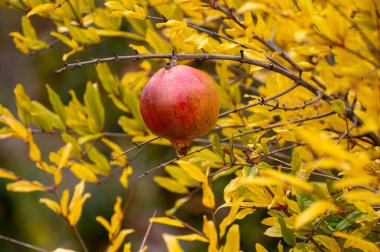 Ağaçta toplanmaya hazır kırmızı sulu nar meyvesi.