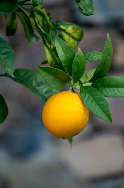 Sarı portakallı turunçgil meyvesi. Bahçedeki portakal ağacına asılmış.