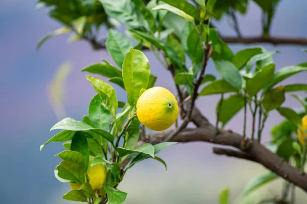 Gelbe Zitronen Zitrusfrüchte Hängen Zitronenbaum Garten Aus Nächster Nähe — Stockfoto