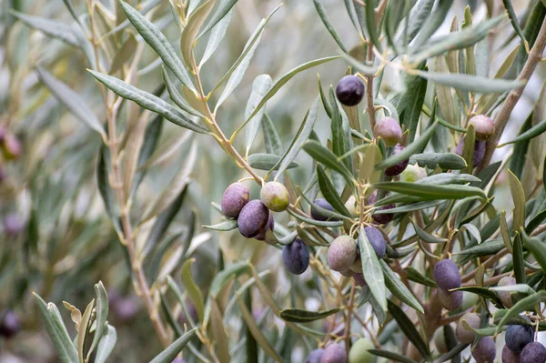 Ripe Black Green Olives Hanging Olive Tree Ready Harvest — Stock Photo, Image