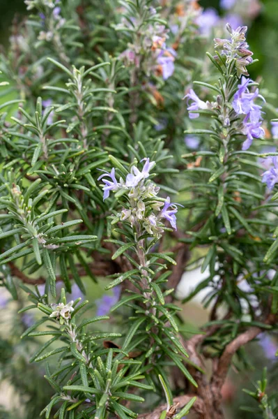 植物コレクション 芳香族キッチンハーブローズマリーの青い花 — ストック写真
