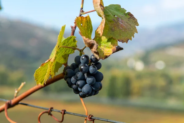 Uvas Vino Negro Maduras Que Crecen Viñedos Valle Del Duero — Foto de Stock