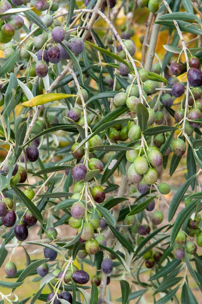 Aceitunas Maduras Negras Verdes Colgando Olivo Listo Para Cosechar — Foto de Stock