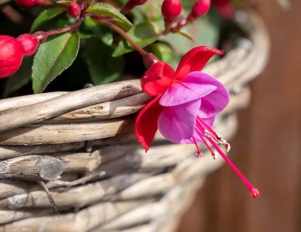 庭でぶら下がりバスケットに成長するフクシア装飾植物のカラフルな花を閉じる — ストック写真