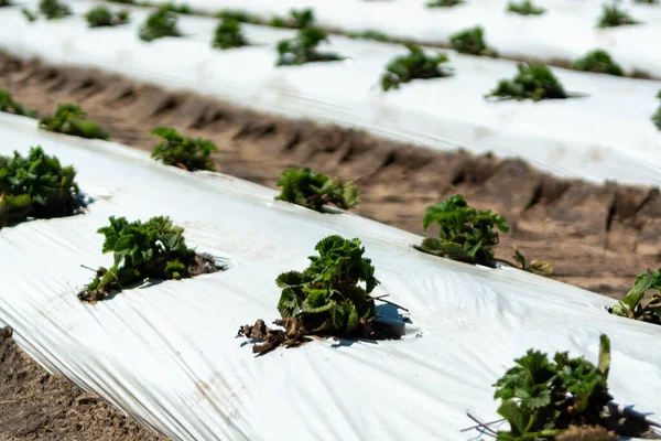 Plantagen Von Jungen Erdbeerpflanzen Die Freien Auf Mit Plastikfolie Bedecktem — Stockfoto