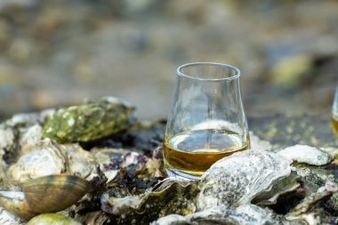 Malt ya da karışık viski tatmak ve deniz yatağında algler, taşlar ve istiridyelerle arka planda, İskoçya, İngiltere 'de özel viski damıtma turları yapmak.