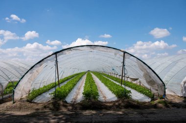 Hollanda 'da plastik film ve tarımla kaplı açık sera inşaatlarında yetişen çiçek açan çilek bitkileri.