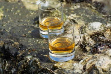 Malt ya da karışık viski tatmak ve deniz yatağında algler, taşlar ve istiridyelerle arka planda, İskoçya, İngiltere 'de özel viski damıtma turları yapmak.