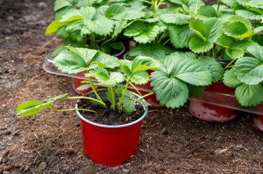 Baharda bahçedeki toprağa ekilmeye hazır beyaz çiçekli yeşil çilek bitkileri.