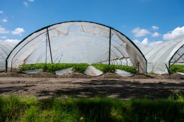 Hollanda 'da plastik film ve tarımla kaplı açık sera inşaatlarında yetişen çiçek açan çilek bitkileri.