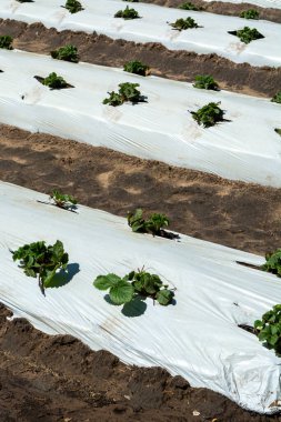 Plastik filmle kaplı toprakta yetişen genç çilek bitkileri.