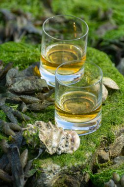 Malt ya da karışık viski tatmak ve deniz yatağında algler, taşlar ve istiridyelerle arka planda, İskoçya, İngiltere 'de özel viski damıtma turları yapmak.