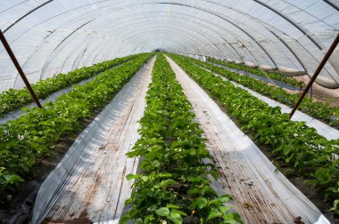 Hollanda 'da plastik film ve tarımla kaplı açık sera inşaatlarında yetişen çiçek açan çilek bitkileri.